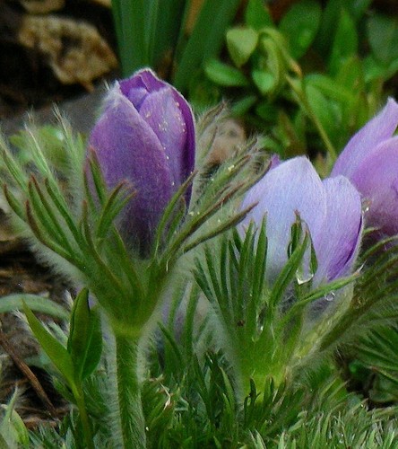 Pasque Flower : 50 Seeds : Pulsatilla vulgaris : Purple, White, Red - Picture 10 of 10