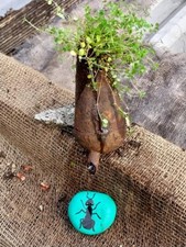 Soleirolia Soleirolii in Antiques