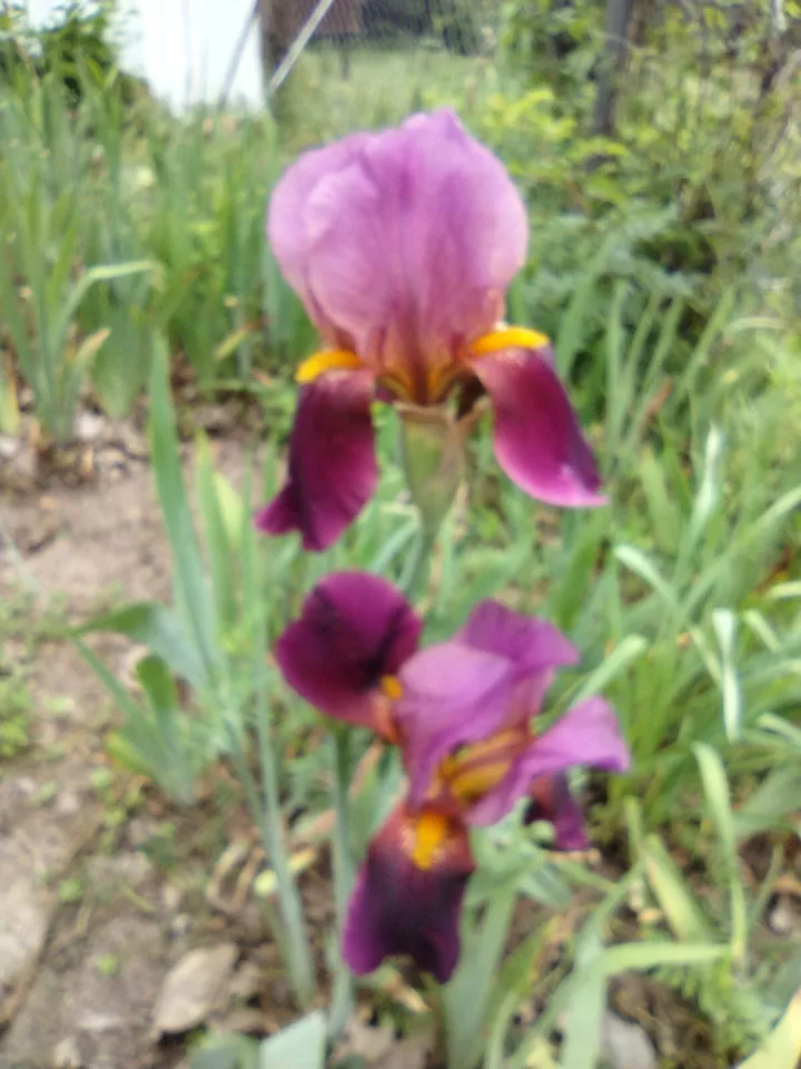 5 Fresh Bearded Iris Rhizomes Mixed Varieties - Image 4 of 4