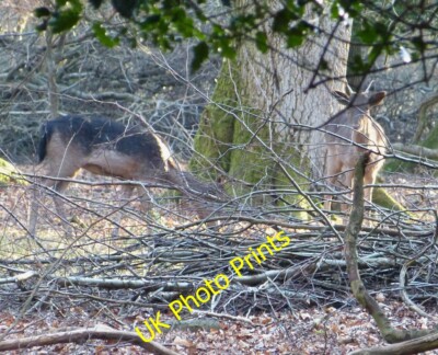 Foto 6x4 Ashridge Estate - Two Damow Deer (Dama dama) Aldbury Two Fallo c2015