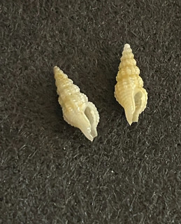 2 Nassarina bushiae Dall each 9 mm Off Florida USA