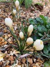 Ten Crocus 'Romance' Bulbs Ready to Plant (Free Postage UK)