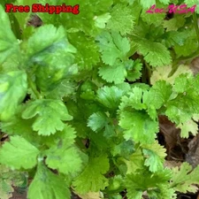 500+ Seeds | Cilantro Coriander Seeds NON-GMO - FREE SHIPPING