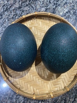 6 Emu Eggs -Unfertilized (Edible Only)