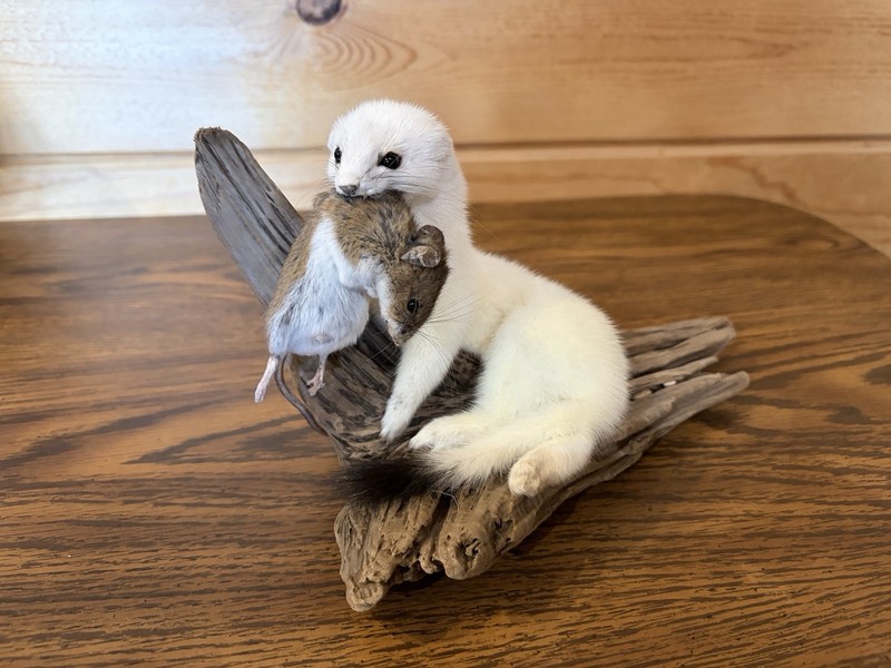 New Weasel And Mouse On Driftwood Taxidermy. Man Cave Decor  12 By 6
