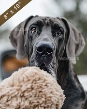 Great Dane playing with a large toy looking content 8x10 Print