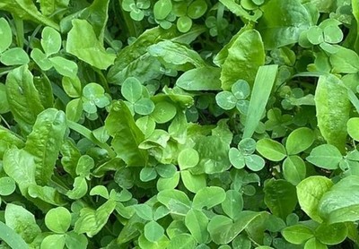 Clover Chicory Food Plot Seed Deer Hunting Wildlife Turkeys Forage Protein