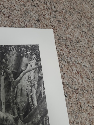 Kunstdruck Baum Pferd alte Jamacia Serie von Robin Farquharson - Bild 6 von 6