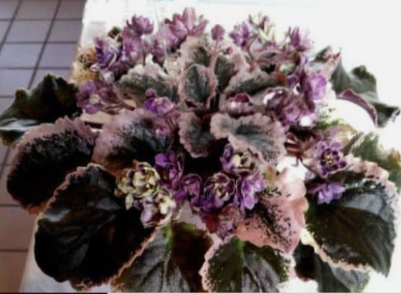 African Violet Plant ~ Irish Whiskey