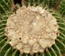Echinocactus grusonii cv setispinus SEEDS -  - SEMI Cuscino della suocera | Cact