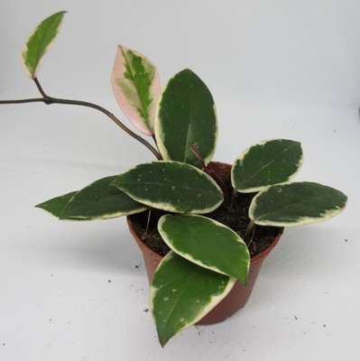 Hoya carnosa Tricolor Flamingo Dream-Pozellanblume Wachsblume Zimmerpflanze ECHT