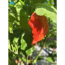 7 Pot Lava Red- Super Hot Pepper Seeds | 20+ Seeds Per Bag | 1+M SHU