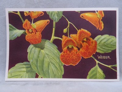 1950 Spotted Touch-Me-Not Impatiens Biflora Wildflower Postcard Weber Art