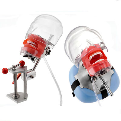 US Dental Simulator Mannequin Head Teeth Model Bench-Mounted for Dental Training
