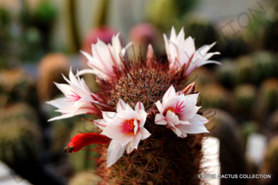 RARE MAMMILLARIA FRAILEANA exotic cacti pincushion cactus seed 20 SEEDS |  eBay