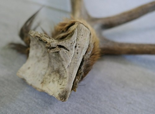 Genuine Whitetail Deer 4Pt Stag Horn Antler Crafts Knife Handle Chew Jewelry 19" - Picture 5 of 9