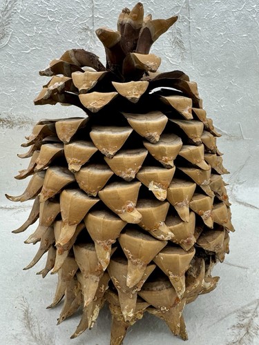 Giant Coulter Pine Cone California Widow Maker Natural Hooked Tips 9.5”X7.5” - Picture 3 of 11