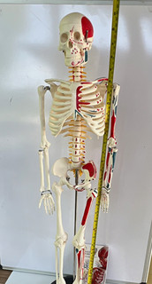 Human Skeleton Anatomy Model w/ Muscle Markings Stand/Base 50 Flash Cards