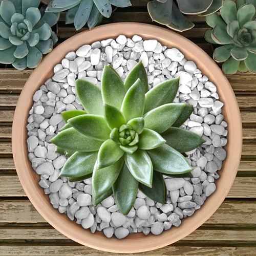 GardenersDream Coloured Plant Pot Garden Gravel - Premium Stones for Decoration - Picture 66 of 109