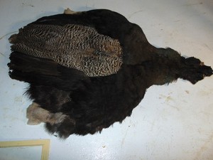 Bronze peacock skin, hunting, fly tying, craft feather, taxidermy pelt