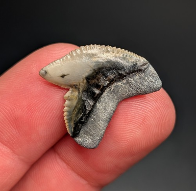 #ad #ad Breathtaking Tiger Shark Tooth BV Florida Megalodon Era Genuine Natural Fossil $24.00