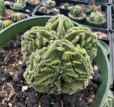 Rare Cactus - Astrophytum Myriostigma cv. Fukuryu (3''-4'')