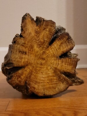 Unique Finished OOAK Fatwood log, approx 12 Pds!, solid lighter pine, heart wood