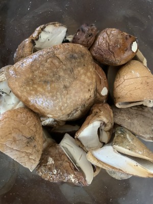 Medicinal Mushrooms-Throat Health-Pouch Fungus  Cryptoporous Volvatum  5 Pieces