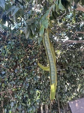 ICE CREAM BEAN ( PACAY) RARE TROPICAL - 12 Seeds