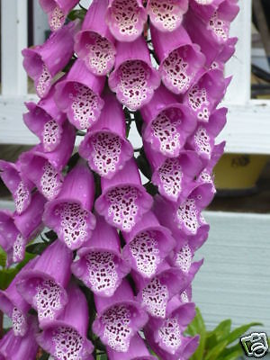 Pacific-NW-Giant-Foxglove-Mix-50-000-Seeds-Digitalis-Purpurea-Shelley