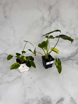 Philodendron Burle Marx Variegated