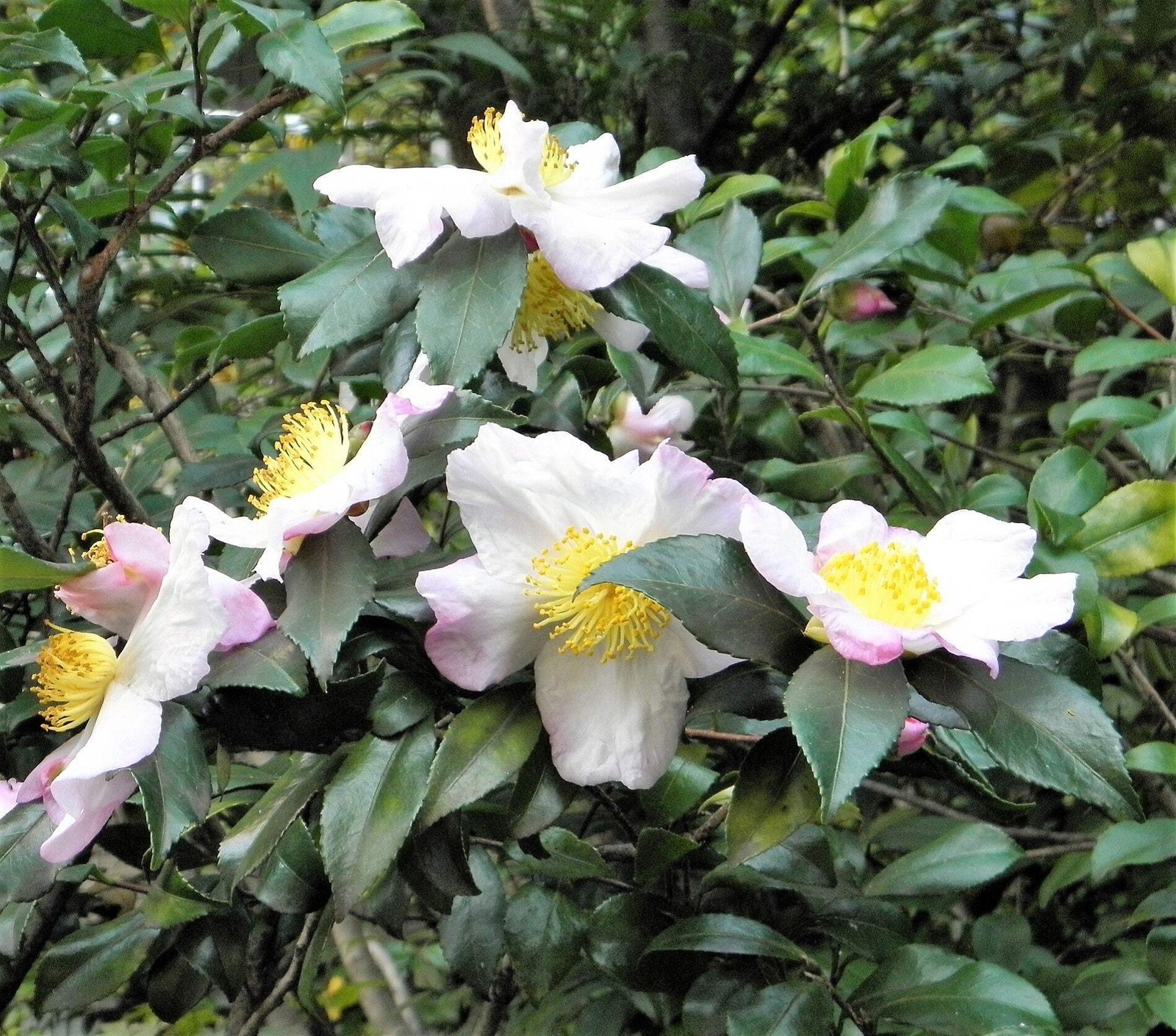 Plant Black Green Drinking Camellia Sinensis Pound Shrub 385 Seeds