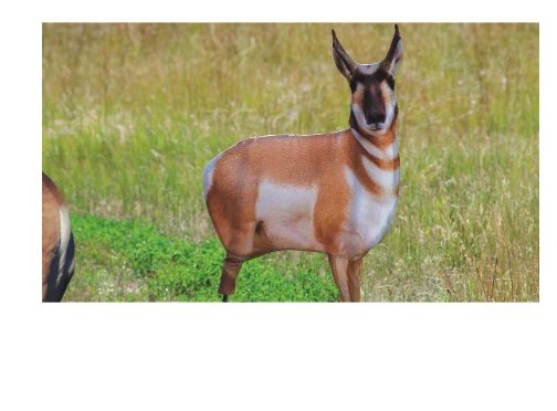 Antelope Buck Decoy Lightweight Foldable Packable Design Game Hunting Outdoor - Image 4 of 4