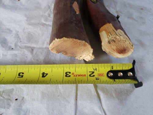 2 rot/grau Manzanita Zweig #204 grobe Schnitte 16,5" - Bild 4 von 8