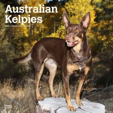 Australian Kelpies Wall 2024 Calendar Stylish Collectible Gift