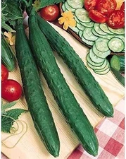 Tasty Jade F1 Cucumber Seeds (20 Seed Pack)
