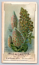 D M Ferry Seeds Mignonette Detroit Michigan P35