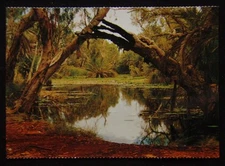 Port Hedland WA Chinderwarriner Pool Millstream Chichest c1970's Postcard (P239)