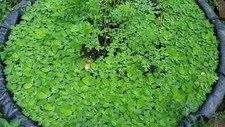 Aquatic plants, believe they're water lettuce mixed sizes
