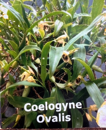 AU STOCK ORCHID COELOGYNE OVALIS PLANT 120MM POT 030-6 - Picture 4 of 6