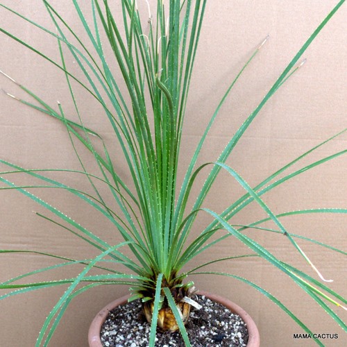 A906 DASYLIRION SERRATIFOLIUM Topf 27 cm H 10 cm B 8 cm MaMa Kaktus - Bild 3 von 4