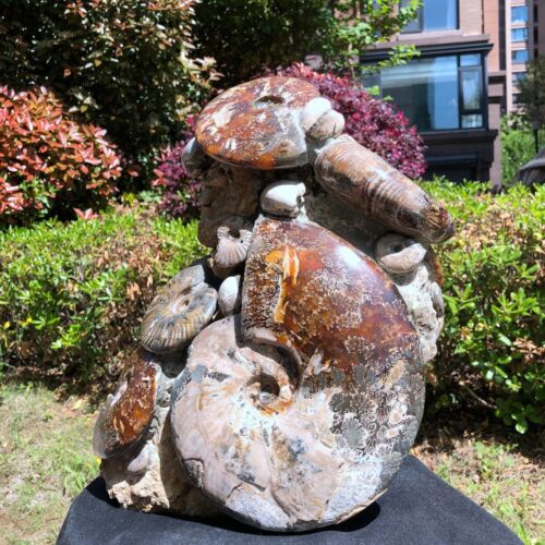 36.82LB TOP Natural Beautiful ammonite fossil conch Crystal specimen heals 1227