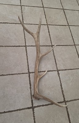 Naturally Shed Elk Antler Rack Single 5 Point 34'' Long 