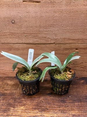 ビカクシダ P. alcicorne var.Madagascar dwarf TC 003 Platycerium alcicorne Madagascar Dwarf TC || *Read Description* | eBay