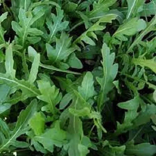 ROCKET LEAVES SEEDS Green Leaf Vegetable Garden Rocket Seeds Arugula