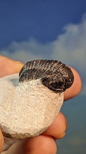 Fósil Phacops Trilobite en matriz preparada 48 mm x 35 mm hermoso independiente - Imagen 4 de 6