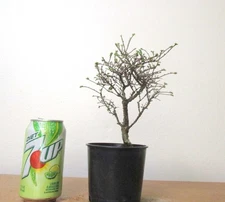 Fat Hokkaido  Elm for mame shohin bonsai tree tiny leaves