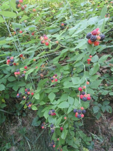 6 FAMILY HEIRLOOM BLACK RASPBERRY PLANTS - BARE ROOT PLANTS, SHIPPING UNTIL 5/31