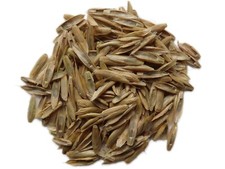 Ray-Grass Italien Bio - Lolium Multiflorum (Engrais Vert) - SEM06