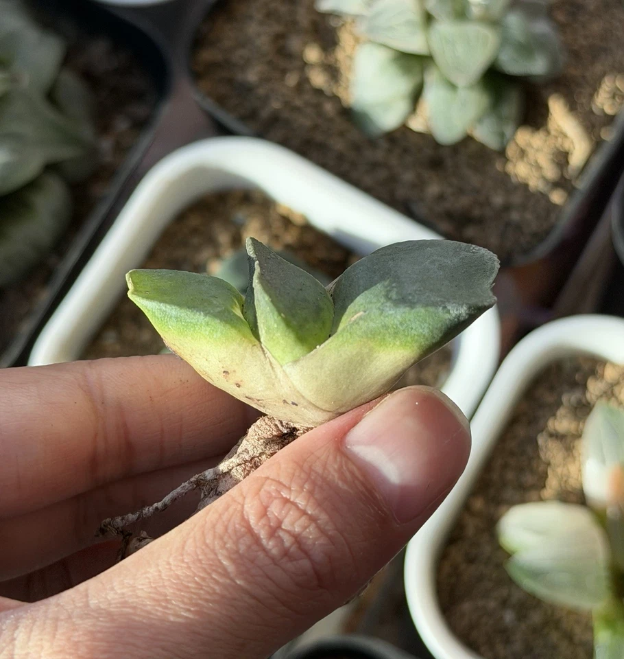 Gasteria Hybrid 'Gunpai Gagyu', cultivada en semillas, igual que en la foto (pequeña, 1,8 pulgadas) Foto 3 de 4